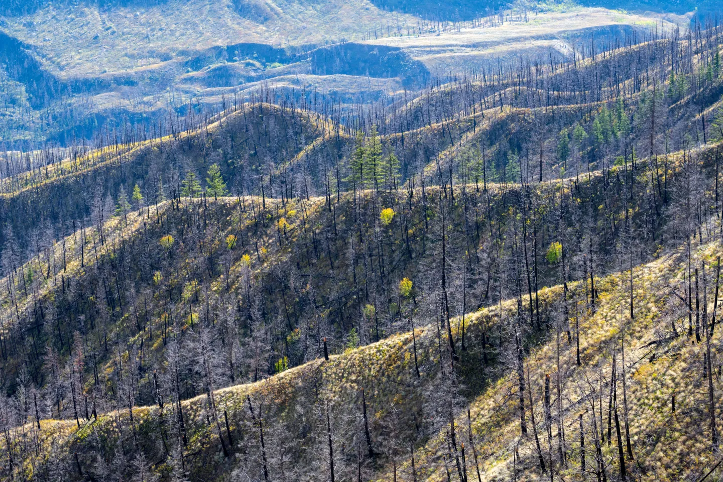 A burned mountain slope where blackened trunks still stand and green new growth is returning at ground level.