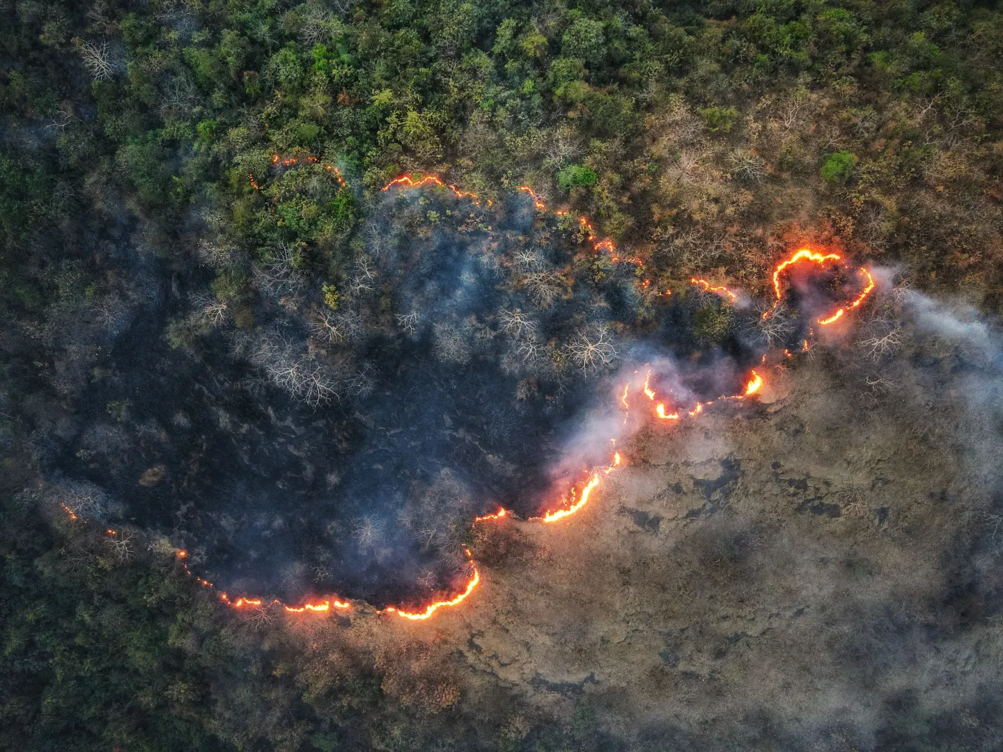 Aerial view of a forest fire, with flame fronts and thick smoke moving through standing timber.