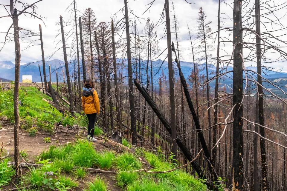 A hiker standing among the blackened standing trunks of a burned forest in Jasper National Park.