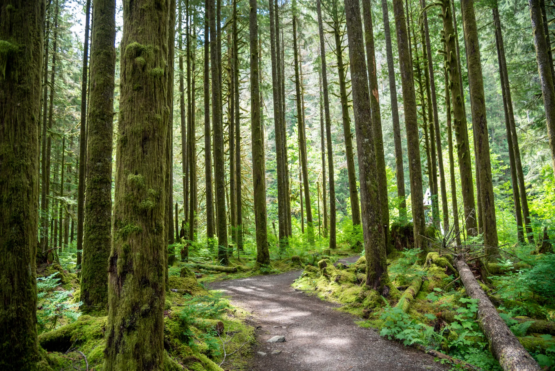 A quiet path running between tall evergreens.