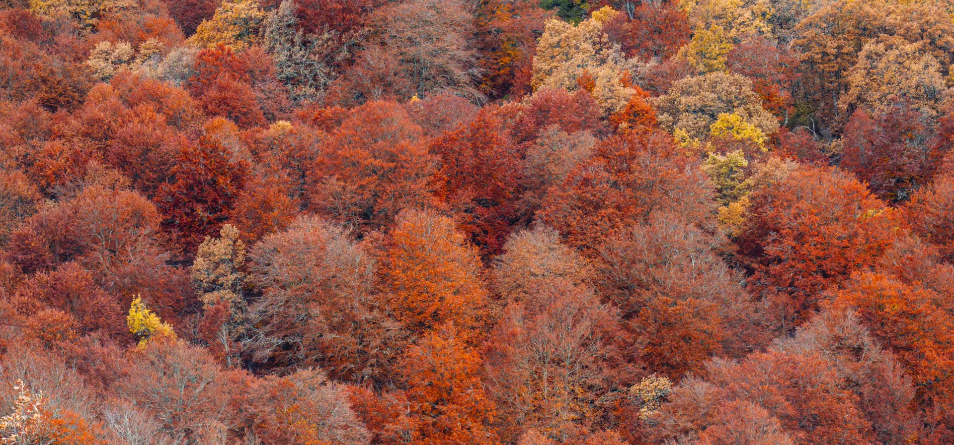 Mature beech woodland inside a designated natural protected area.