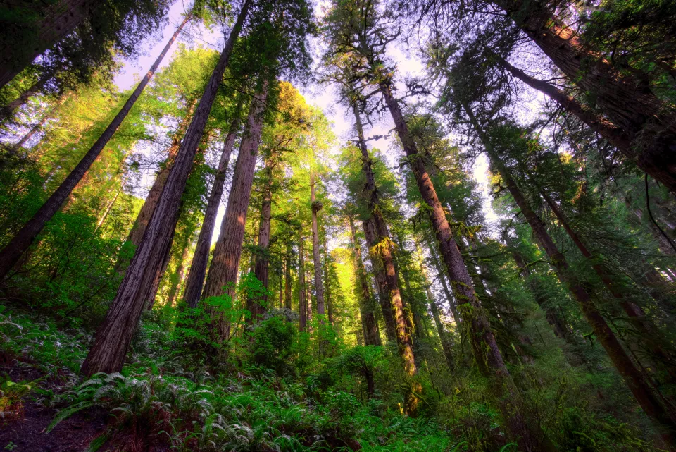 Looking up the trunks of tall redwoods in Redwood National and State Parks, California.