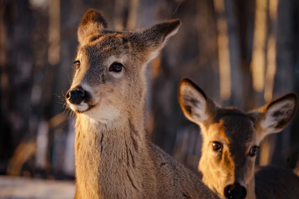A young deer standing alert among the bare trees of a winter forest near Thunder Bay, Ontario.